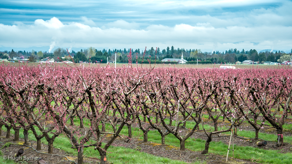 Blossoming hack-free trees